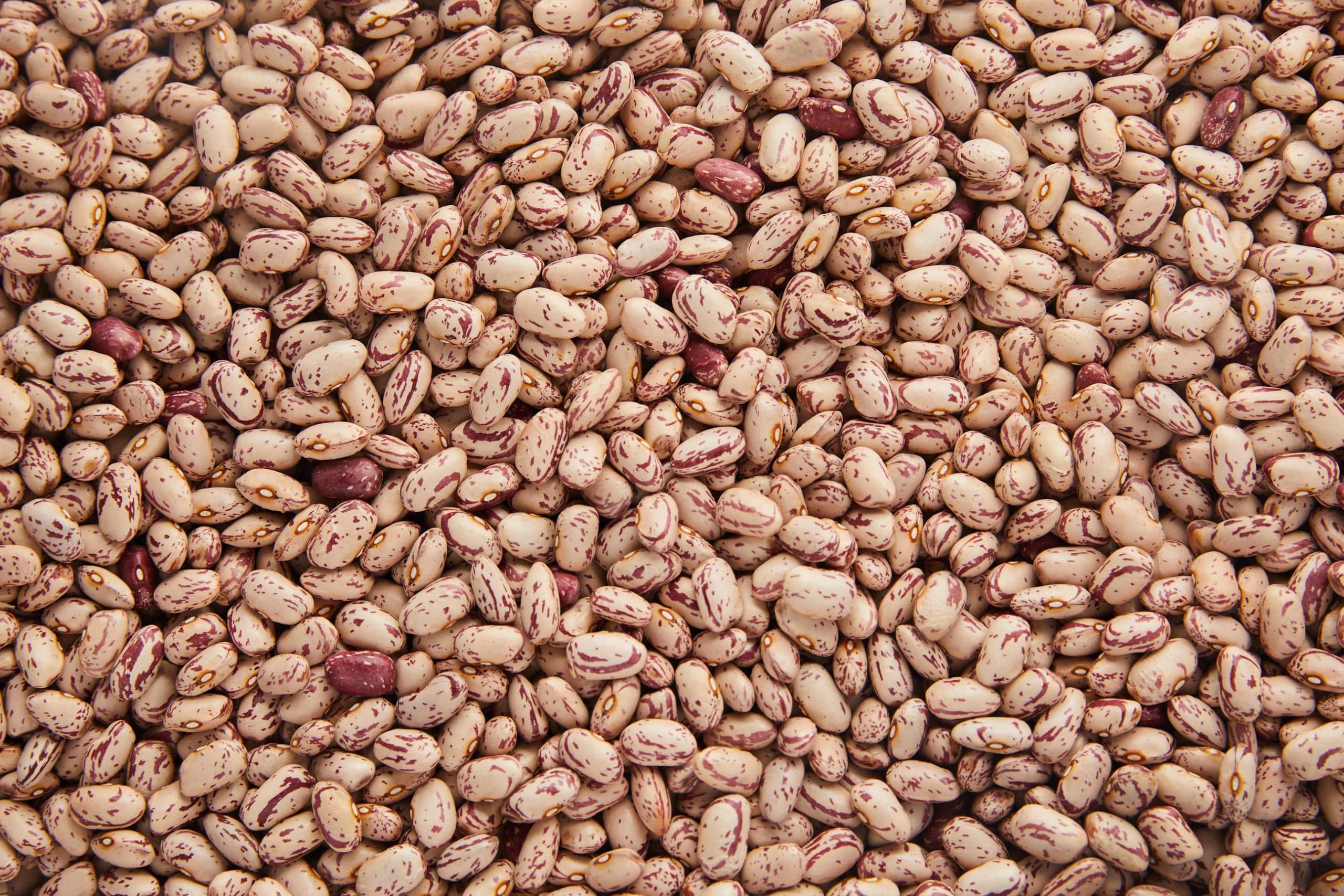 Michigan Cranberry Beans - Michigan Beans