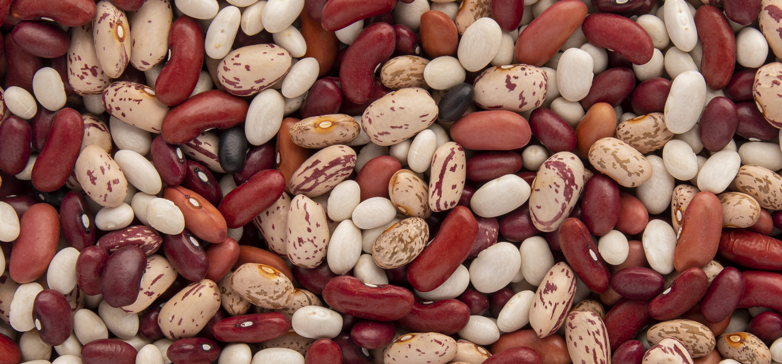 Michigan Dry Bean varieties