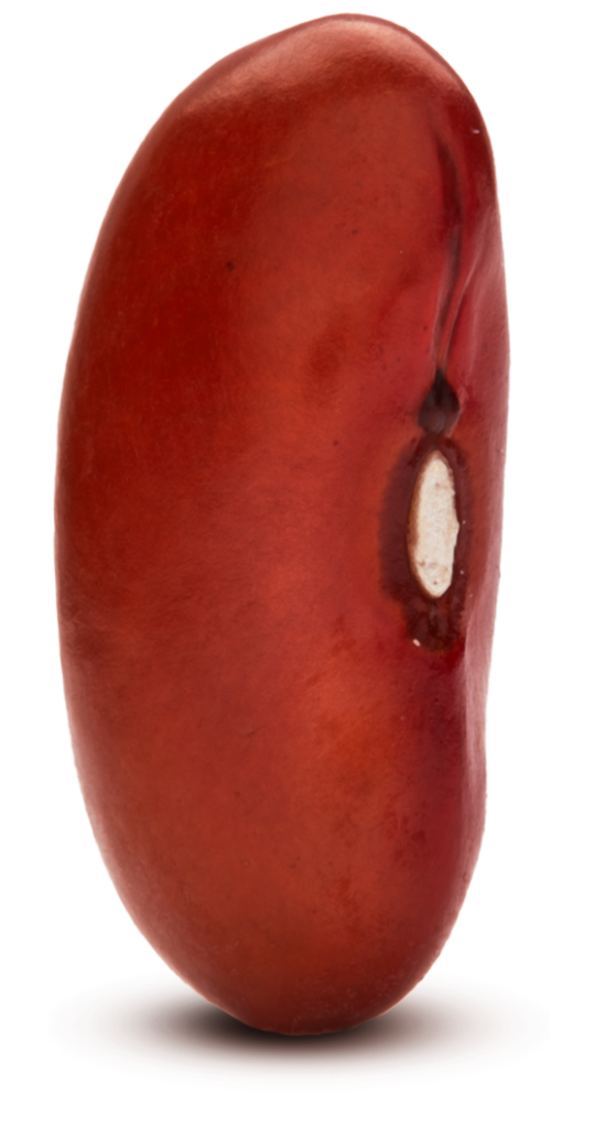 Michigan Light Red Kidney Beans Michigan Beans