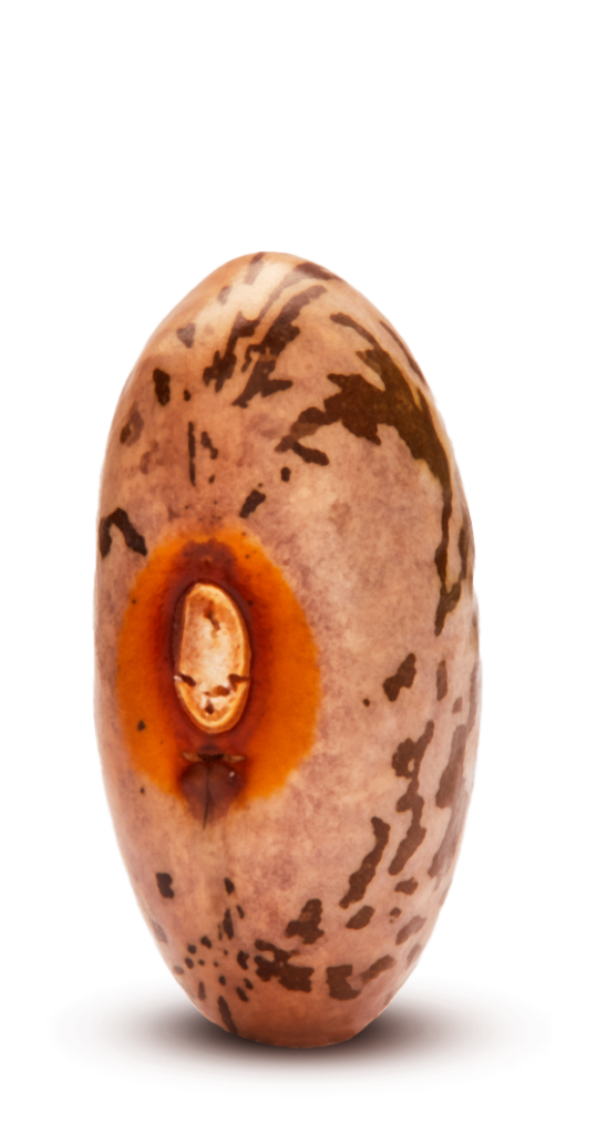 Michigan Pinto Beans Michigan Beans