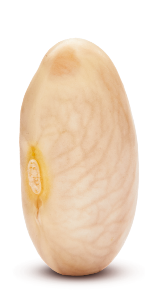 Michigan White Kidney Beans Michigan Beans